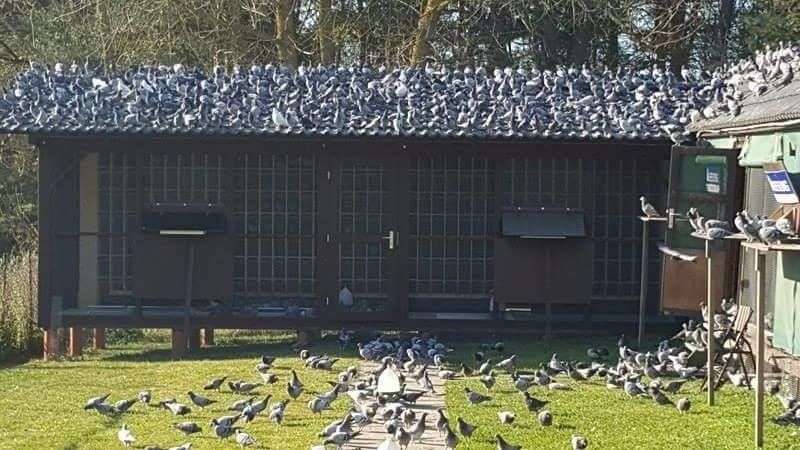 Racing pigeons