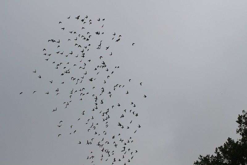racing pigeons flying