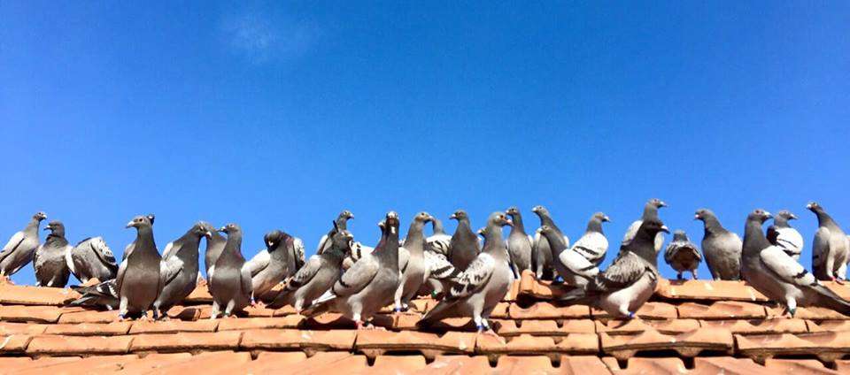 ROMANIA-GOLDEN-PIGEONS