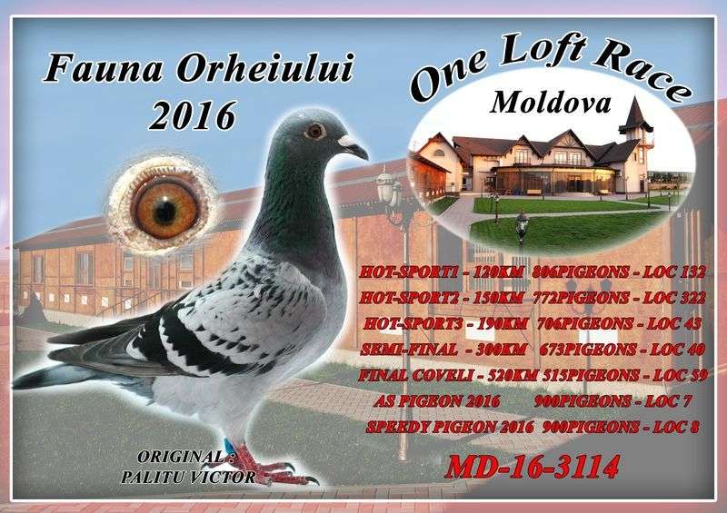 auction-moldova-60_1