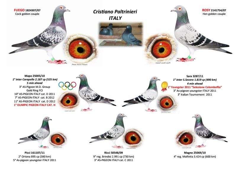 cristiano-paltrinieri-racing-pigeons-basic-line