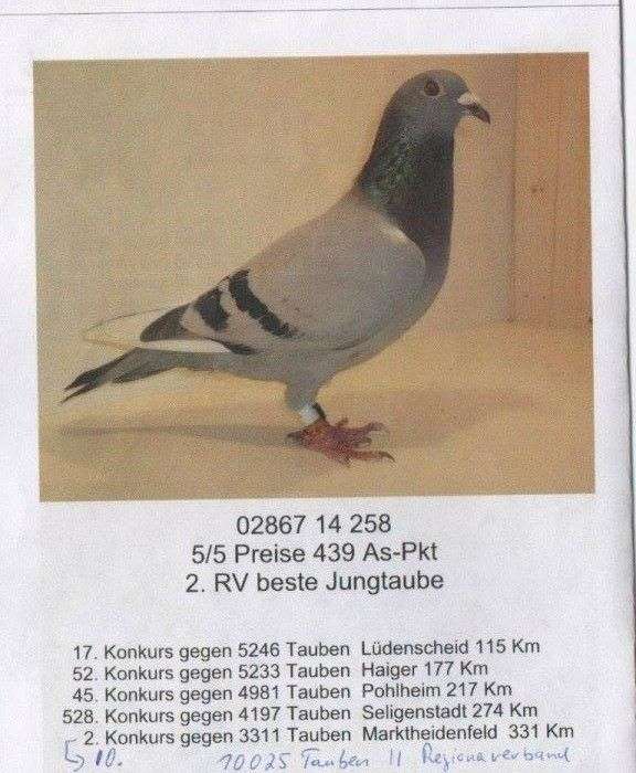 pigeon-daniel-brandt