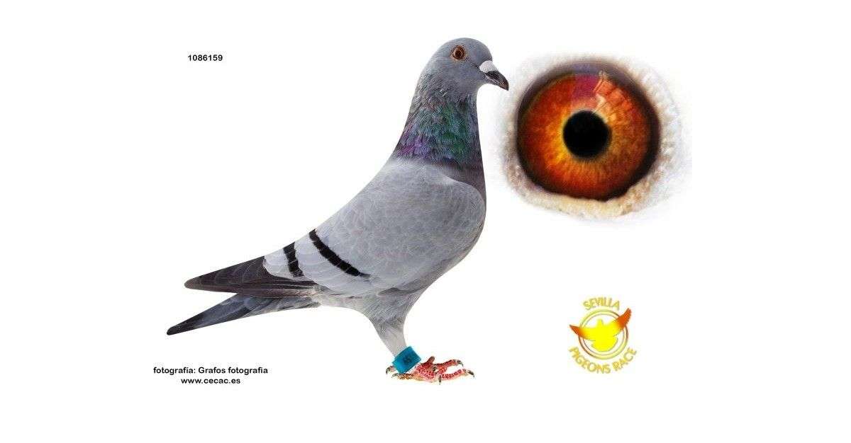 racin-pigeon-3