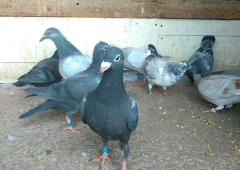 beautiful black racing pigeon