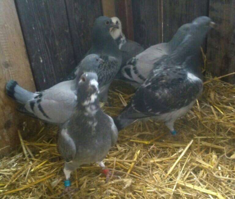 group pigeons