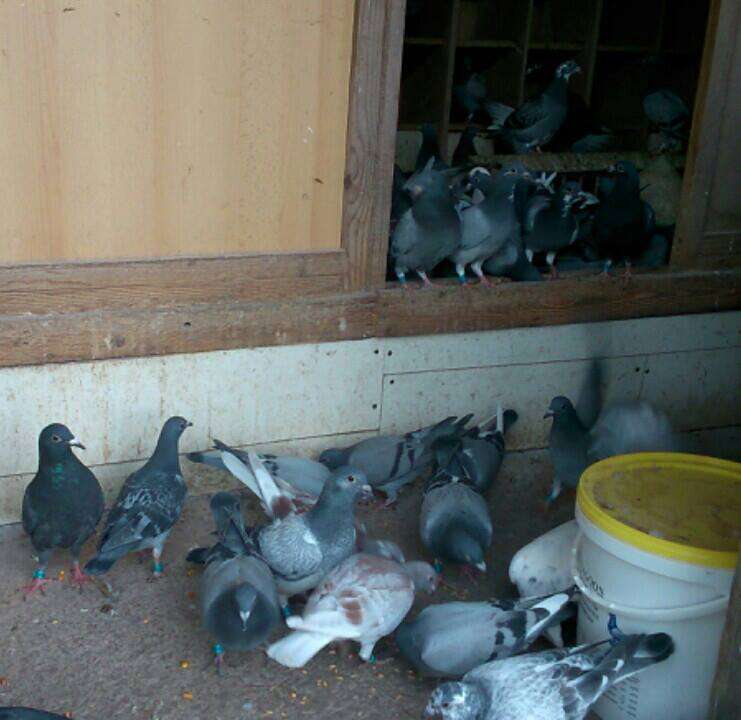 racing pigeons eating