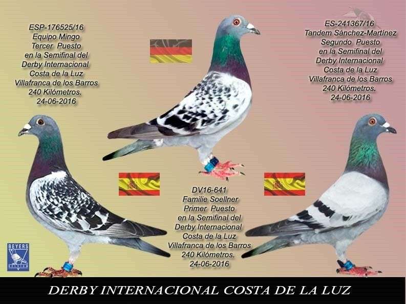 Las-tres-primeras-palomas-derby-internacional-costa-de-la-luz