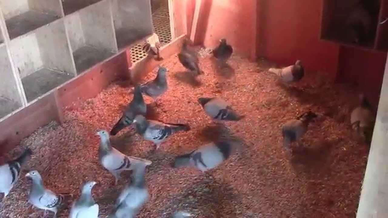 Rpra-pigeons-in-the-loft