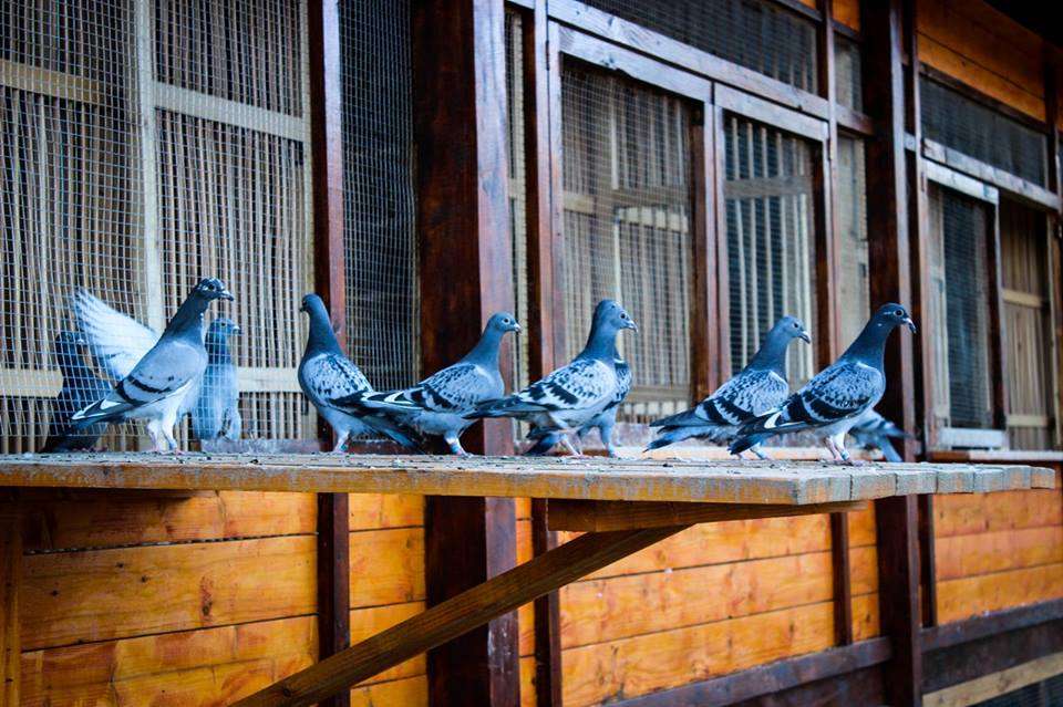 racing pigeons Ukraine
