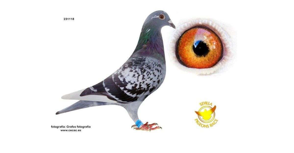 sevilla-race-pigeon